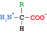 Amino Acid Structure