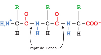 Amino Acid Chain